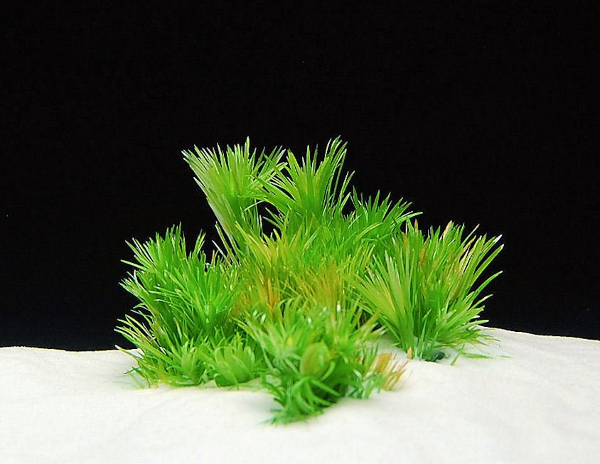 Syngonanthus Belem