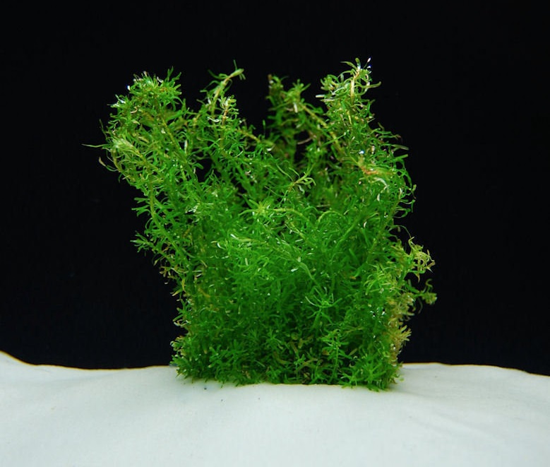 Alternanthera, Red Hygrophila, Scarlet Hygro Needle Leaf