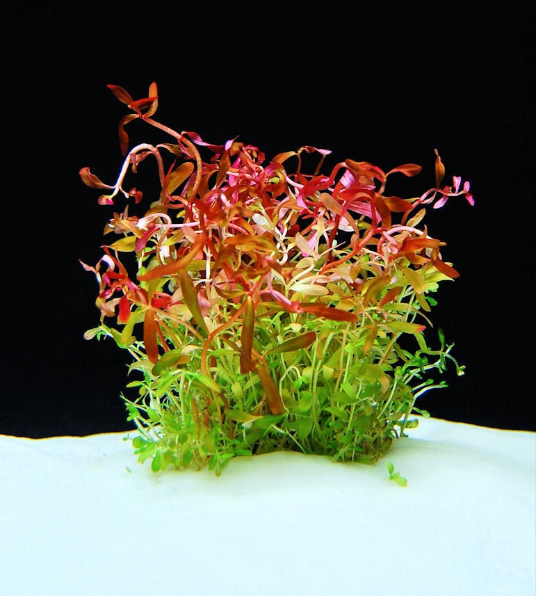 Nesaea