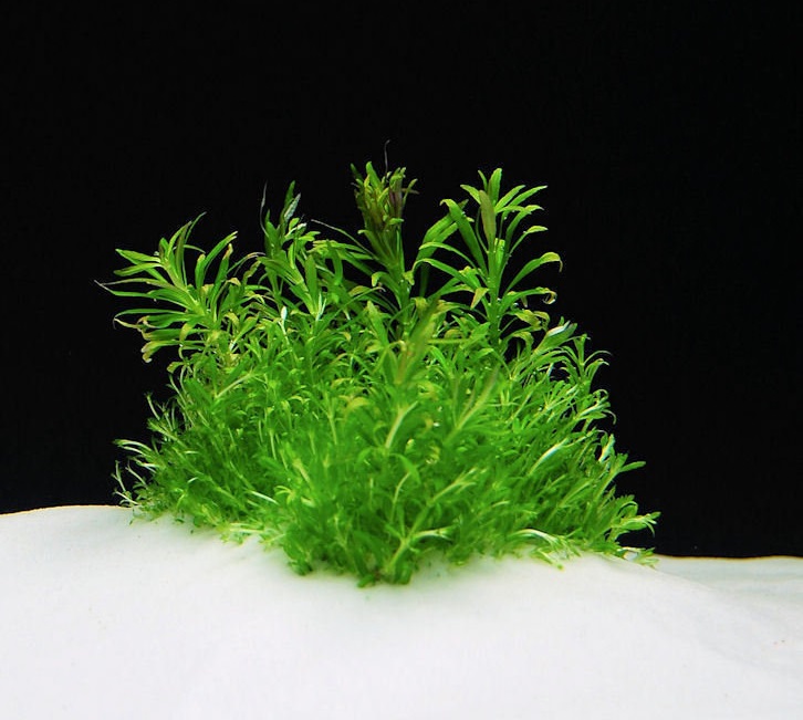 Pogostemon stellatus