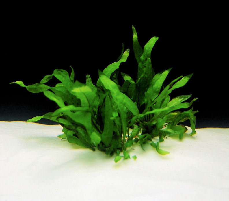 Microsorum, Java Fern Narrow