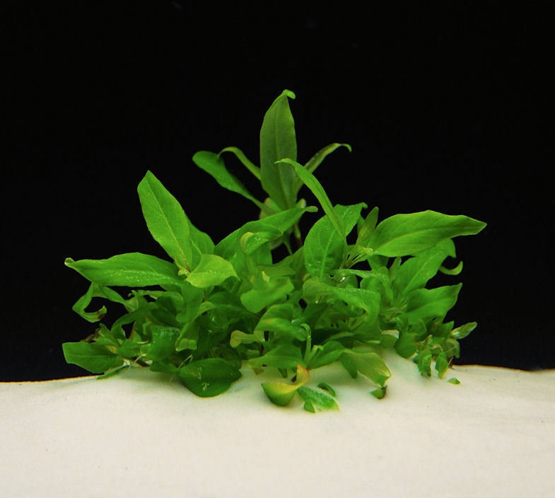 Hygrophila, Starhorn Angustifolia