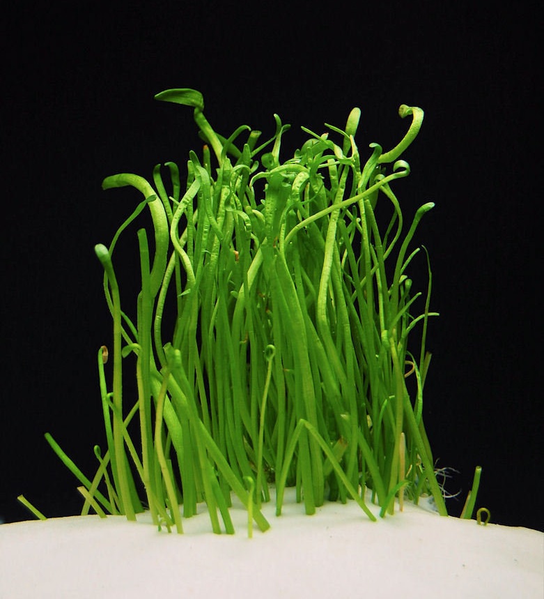Lilaeopsis