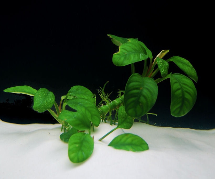 Coffee Anubias Coffeefolia