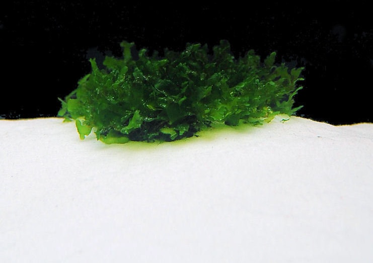 Lomariopsis Species, Round Pellia