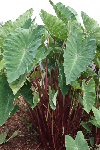 Colocasia, Elephant Ear, Taro Surf City