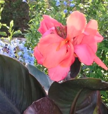 Canna, Canna Lily Extravaganza