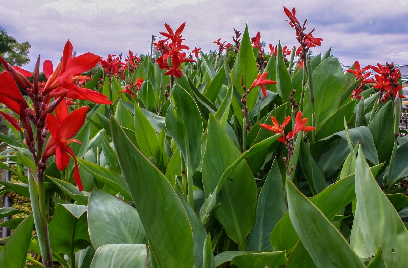 Canna, Canna Lily Endeavor