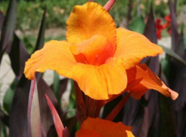 Canna, Canna Lily Emerald Sunset