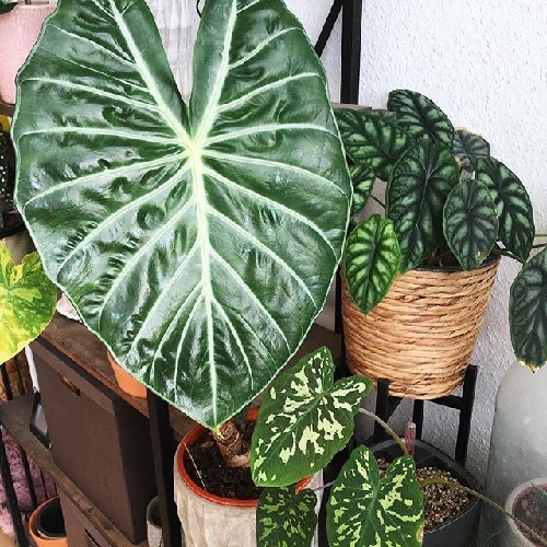 Alocasia Species, Upright Elephant Ear Aurora
