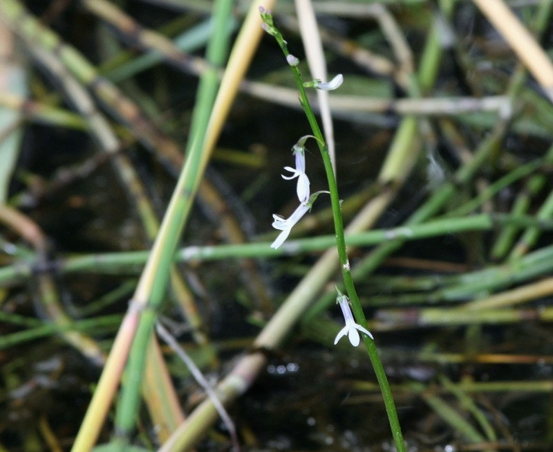 Lobelia Species, Water Lobelia, Dortmanns Cardinal Flower