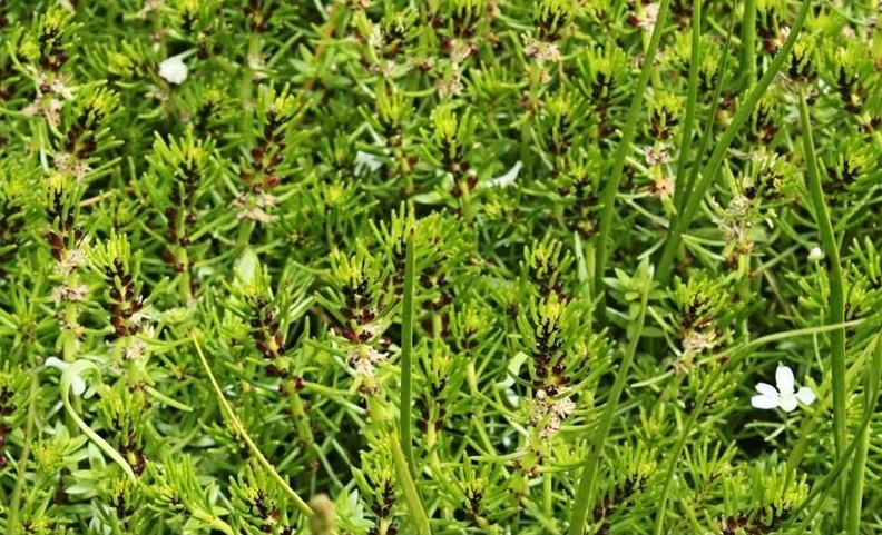 Amphibious Water-milfoil