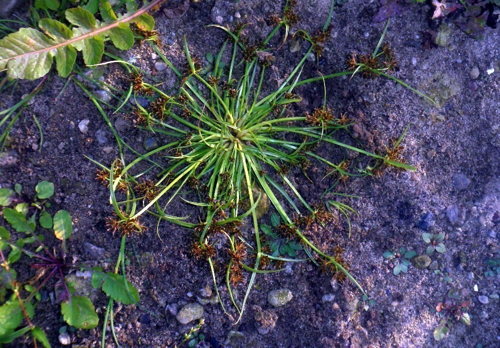 Brown Galingale, Brown Flatsedge