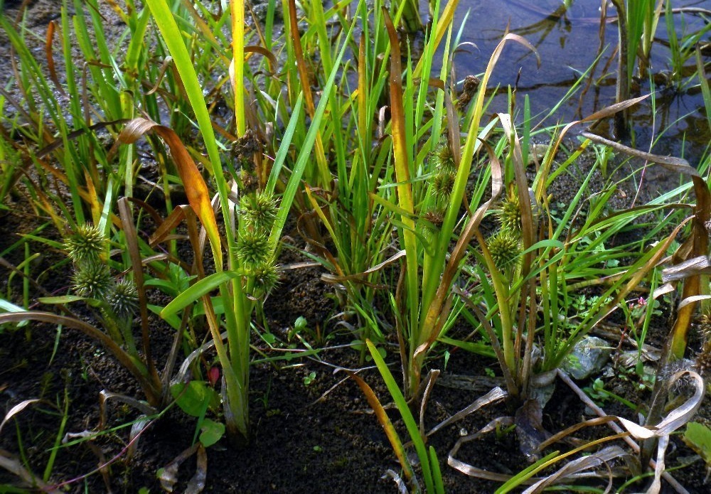 European Bur-reed