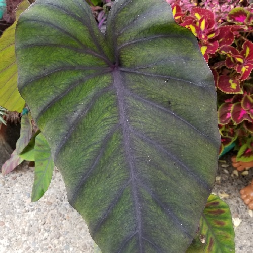 Colocasia, Elephant Ear, Taro Madeira