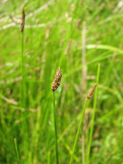 Bald Spikerush