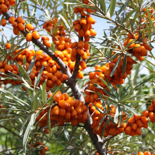 Sea Buckthorn, Sea Berry, Seaberry Autumn Glow