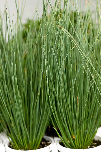 Juncus, Soft Rush Blue Mohawk