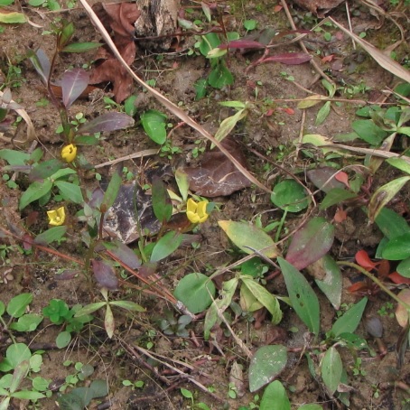Winged Primrose Willow