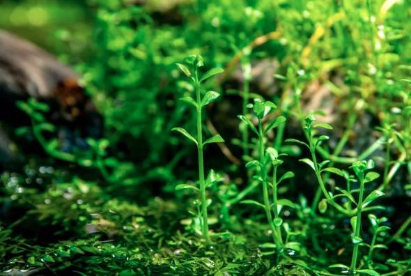 Bacopa Species, Creeping Water Hyssop