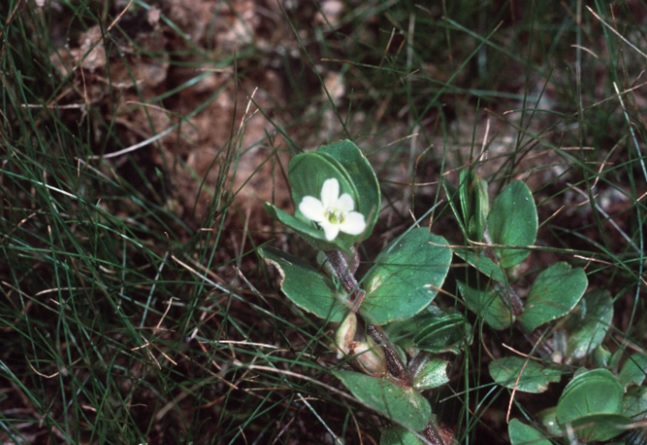 Bacopa Species, Disk Water Hyssop, Wet Water Hyssop