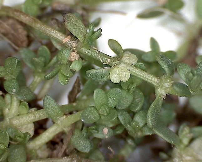 Matted Water-Starwort
