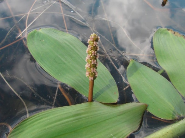 Broadleaf Pondweed