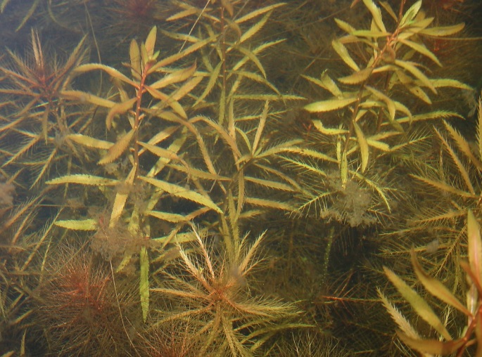 Mermaidweed Marsh