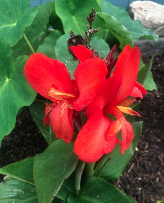 Canna Red Hat Lady