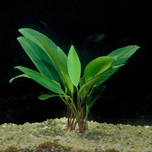 Anubias