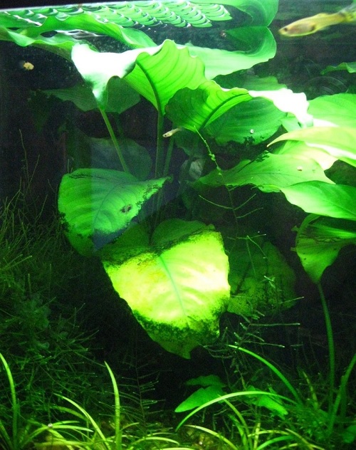 Giant Anubias