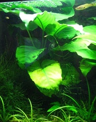 Giant Anubias