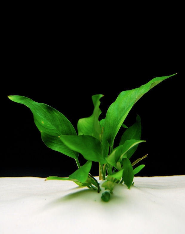 Lance-Leaf Anubias, Narrow-Leaf Anubias