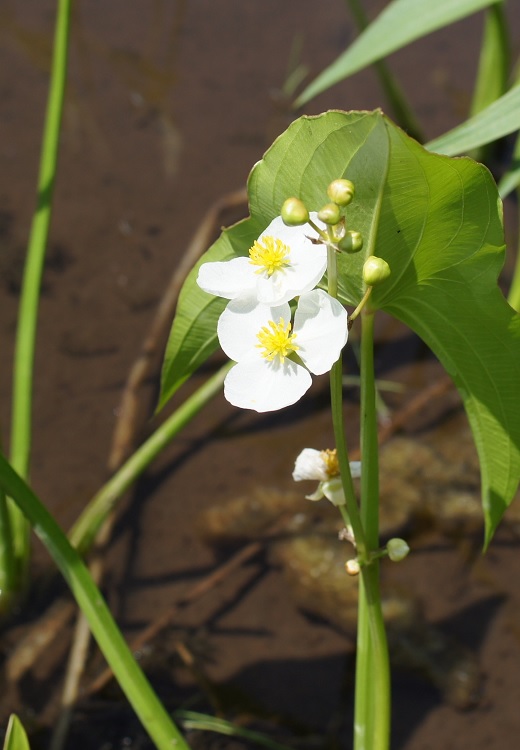 Small Arrowhead, Duck Potato, Arum-Leaved Arrowhead, Wapato