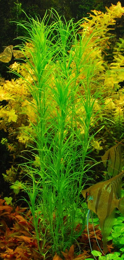 Indian Elodea, Eel Grass