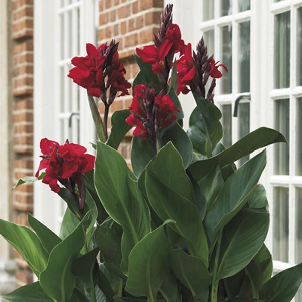 Canna Lily Zulu Queen