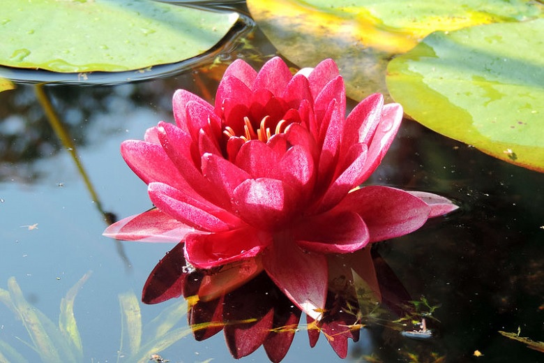 Changeable Hardy Water Lily, Waterlily Conqueror