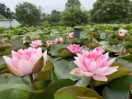 Hardy Water Lily, Waterlily Arethusa
