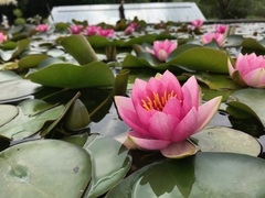 Hardy Water Lily, Waterlily 'Baroness Orczy'
