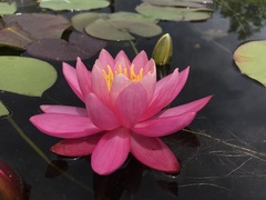 Hardy Water Lily, Waterlily 'Bee Fork Rose'