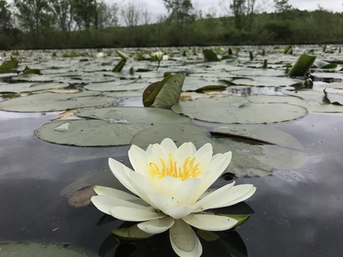 Hardy Water Lily, Waterlily Bee Fork White