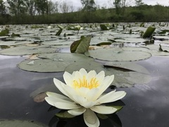 Hardy Water Lily, Waterlily 'Bee Fork White'