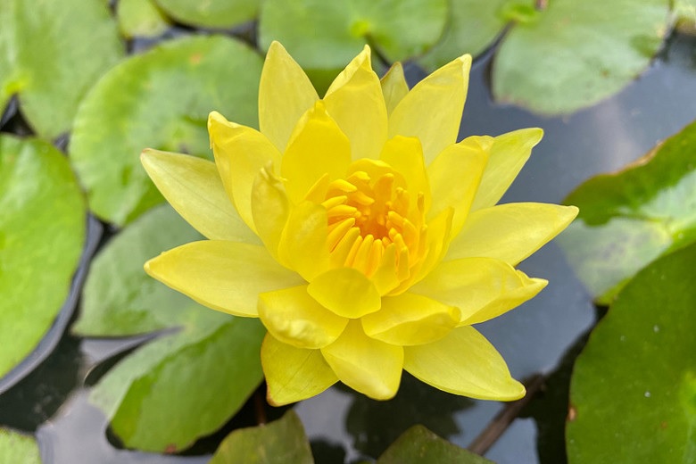 Hardy Water Lily, Waterlily Cape Canaveral