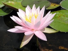 Hardy Water Lily, Waterlily 'Caroliniana'