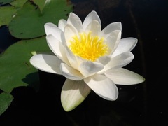 Hardy Water Lily, Waterlily 'Elisee'