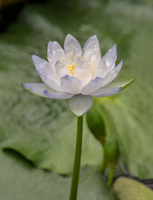 Hardy Water Lily, Waterlily Gigantea Hudsonia