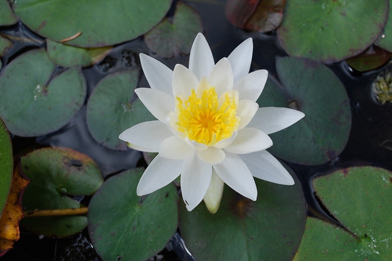 Hardy Water Lily, Waterlily Grandiflora