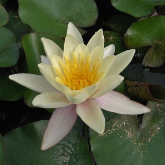 Hardy Water Lily, Waterlily Hassell