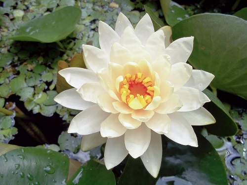 Hardy Water Lily, Waterlily Jasmine
