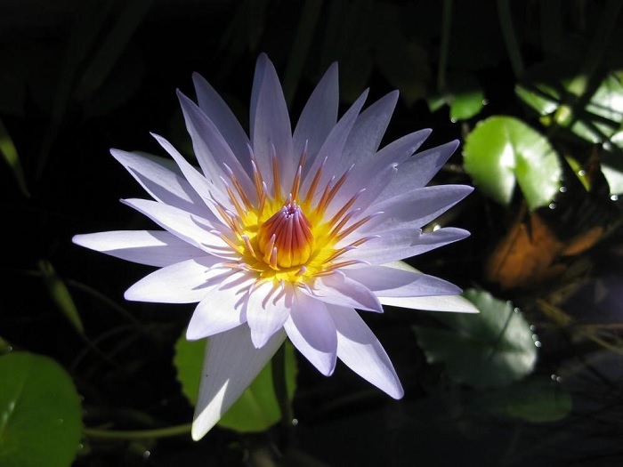 Hardy Water Lily, Waterlily Margaret Randig